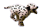 dalmatiner1