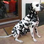 dalmatiner-hummel-sitzend-tag38