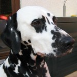 dalmatiner-hummel-tag38-nah