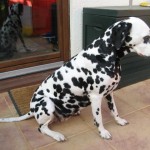 dalmatiner-hummel-tag38-sitzend