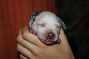 Ares