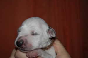 Attila