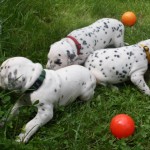 Aaron, Athene und Antonia