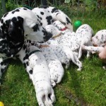 ...nun noch ein Picknick