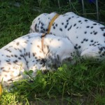 Aslan und Antonia