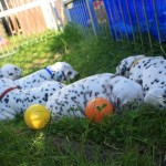 Osterhasen? Wo?