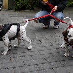 welpen-tag44_1615