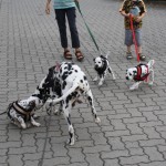 welpen-tag44_1689