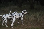 IMG_3976