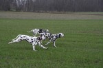 ostern wilde jagd