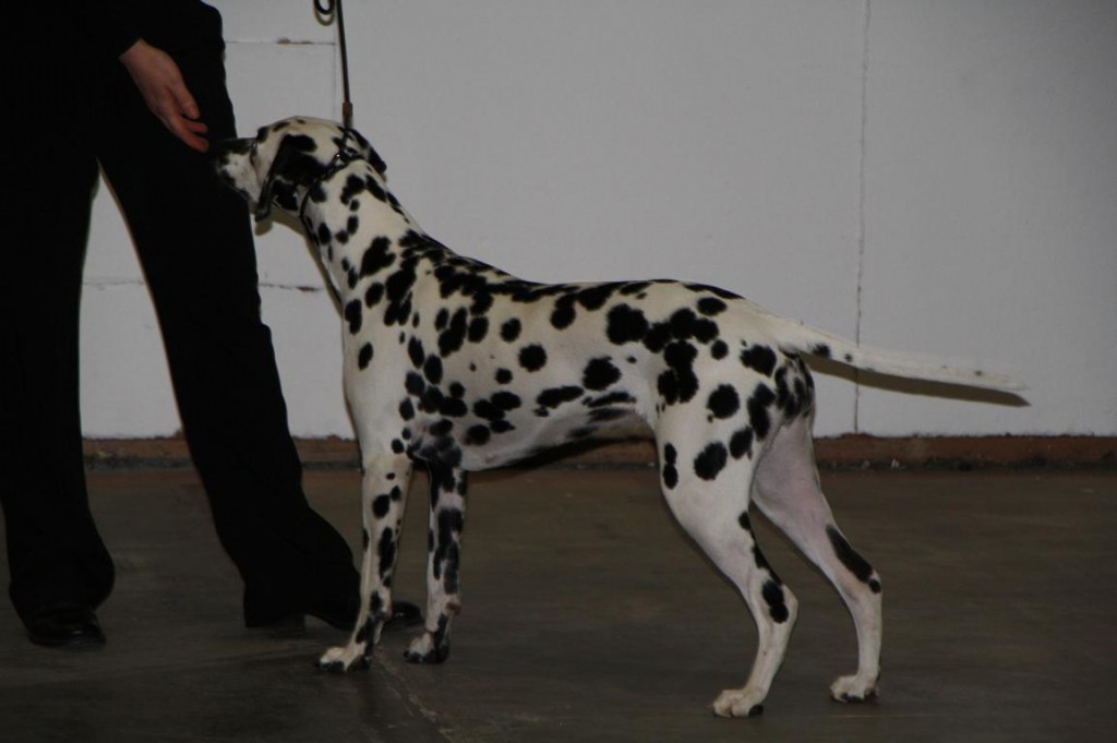 athene rassehundeausstellung berlin 2010