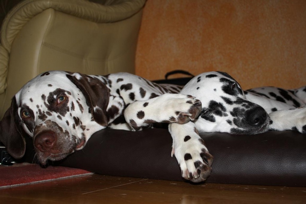 ares&athene kuscheln