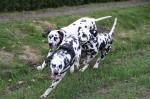 Rennen und Toben