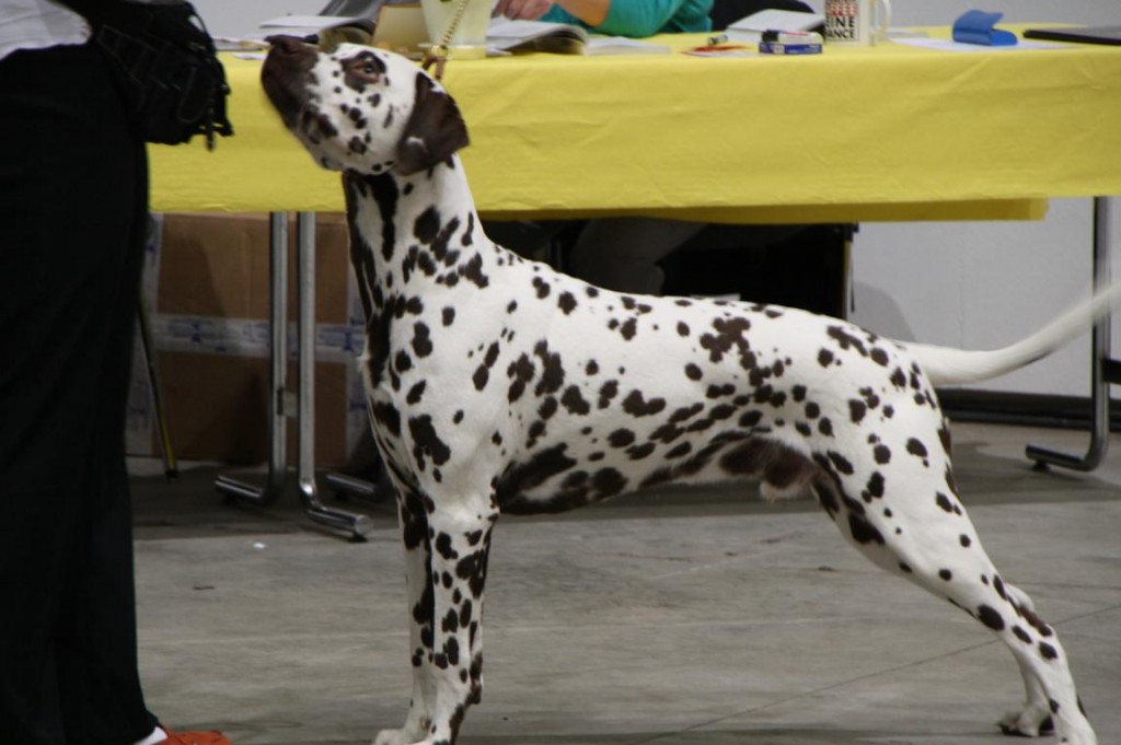 ares rassehunde-ausstellung berlin 2010