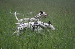 Athene und Ares im Feld