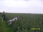 Feld-Springer
