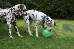 Ares 1. Geburtstag 10