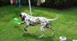 Ares 1. Geburtstag 7