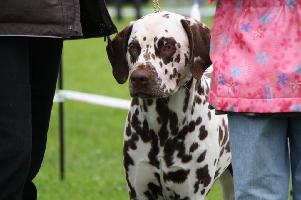 ares mittweida2010