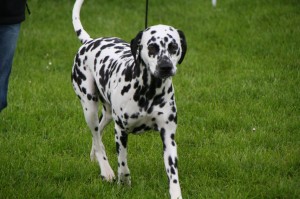 geburtstags-hund antonia
