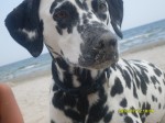 Antonia "Sandstueckchen"