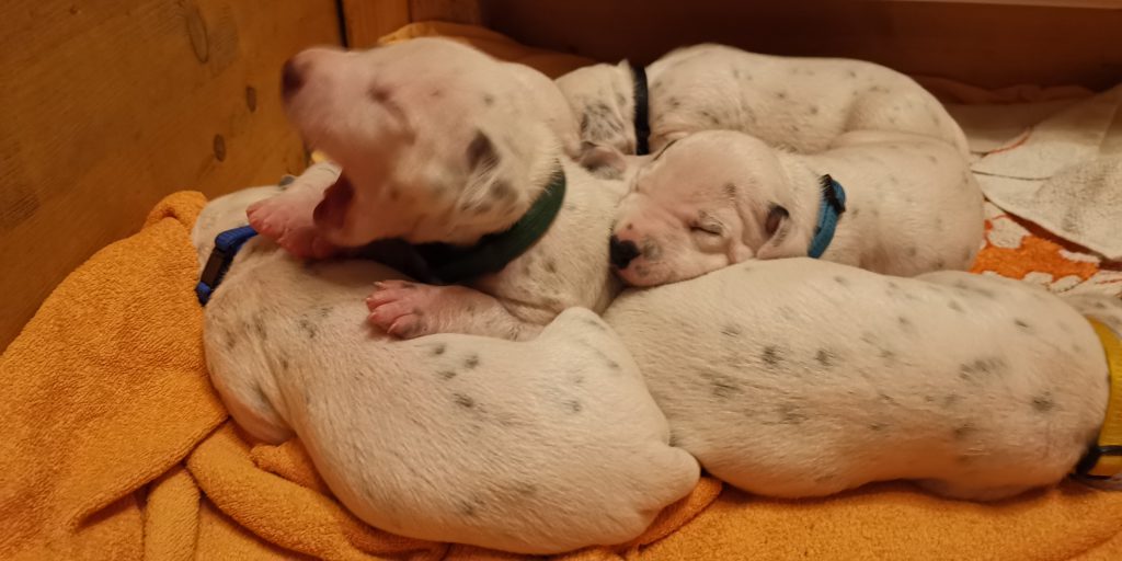 Gute Nacht Welpen aus Schermen