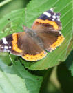 schmetterling