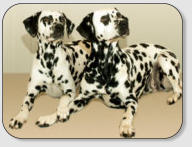 unsere dalmatiner hummel und athene