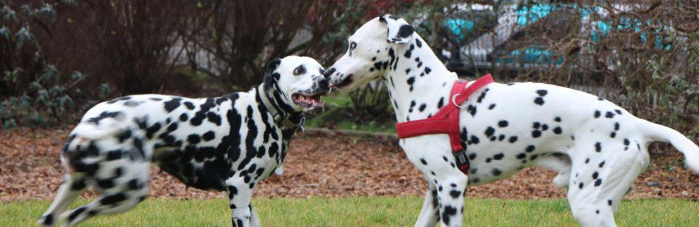 hermine-und-merlin