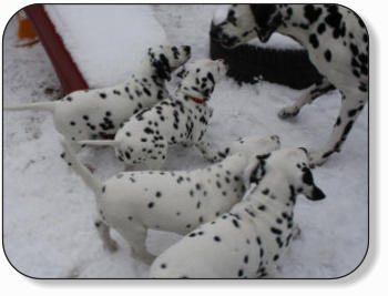 dalmatinerwelpen-im-schnee